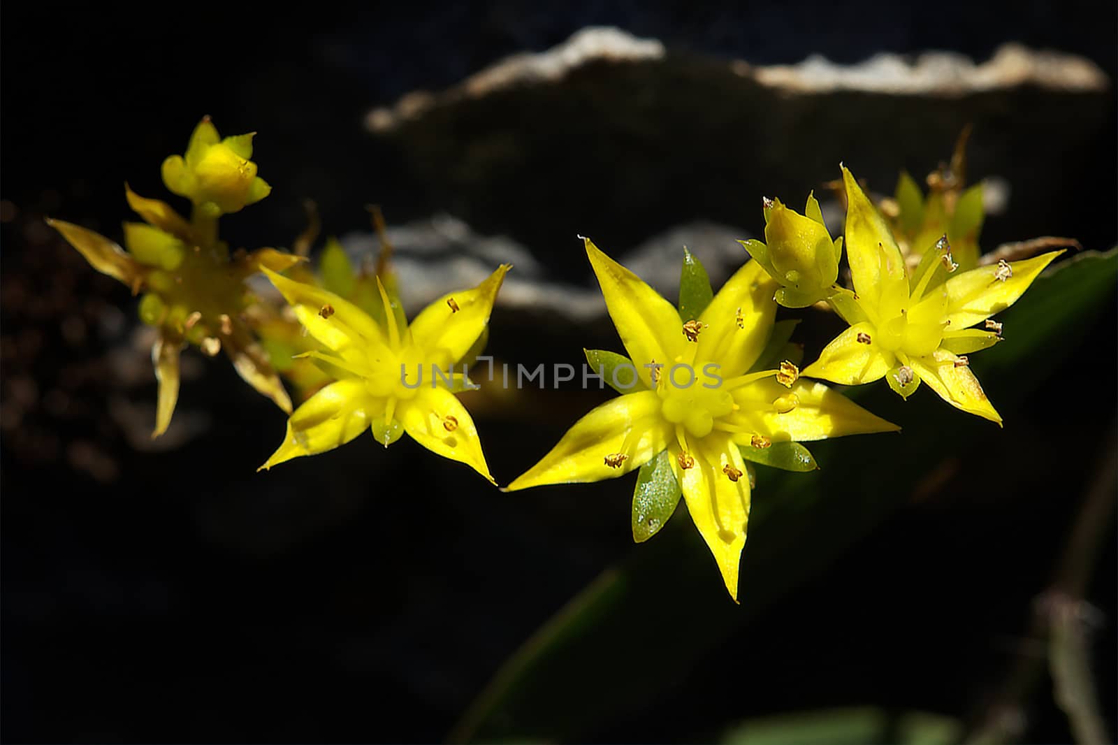 Sedum susanae Hamet, succulent plant Tillering Inflorescences are axillary or axillary. Yellow flowers are rare plants.