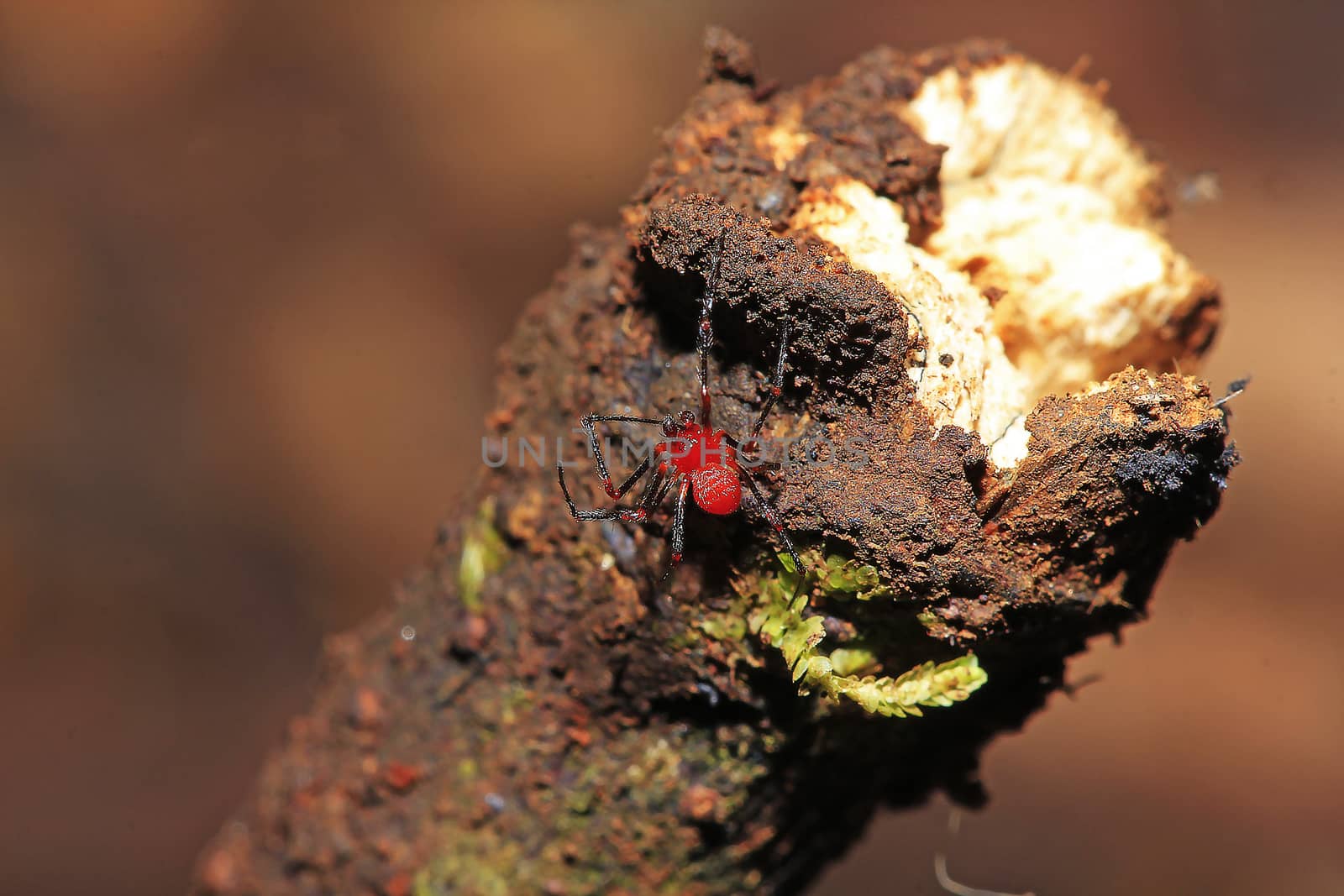 Red spider on a branch, red insect walking on dry branches