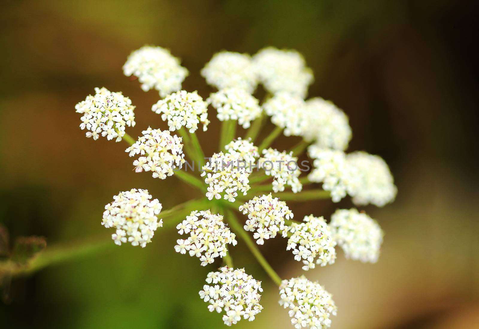 Peucedanum dhana Chiang Dao by Puripatt