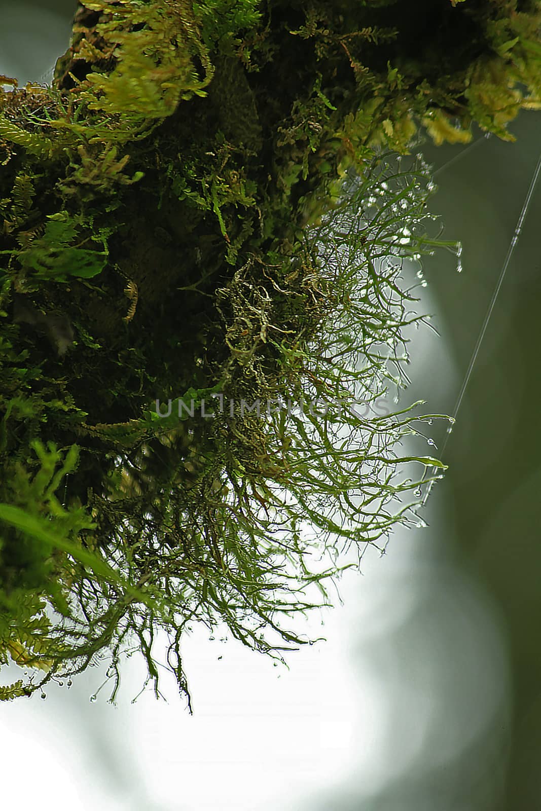 Water drops on Lichen by Puripatt