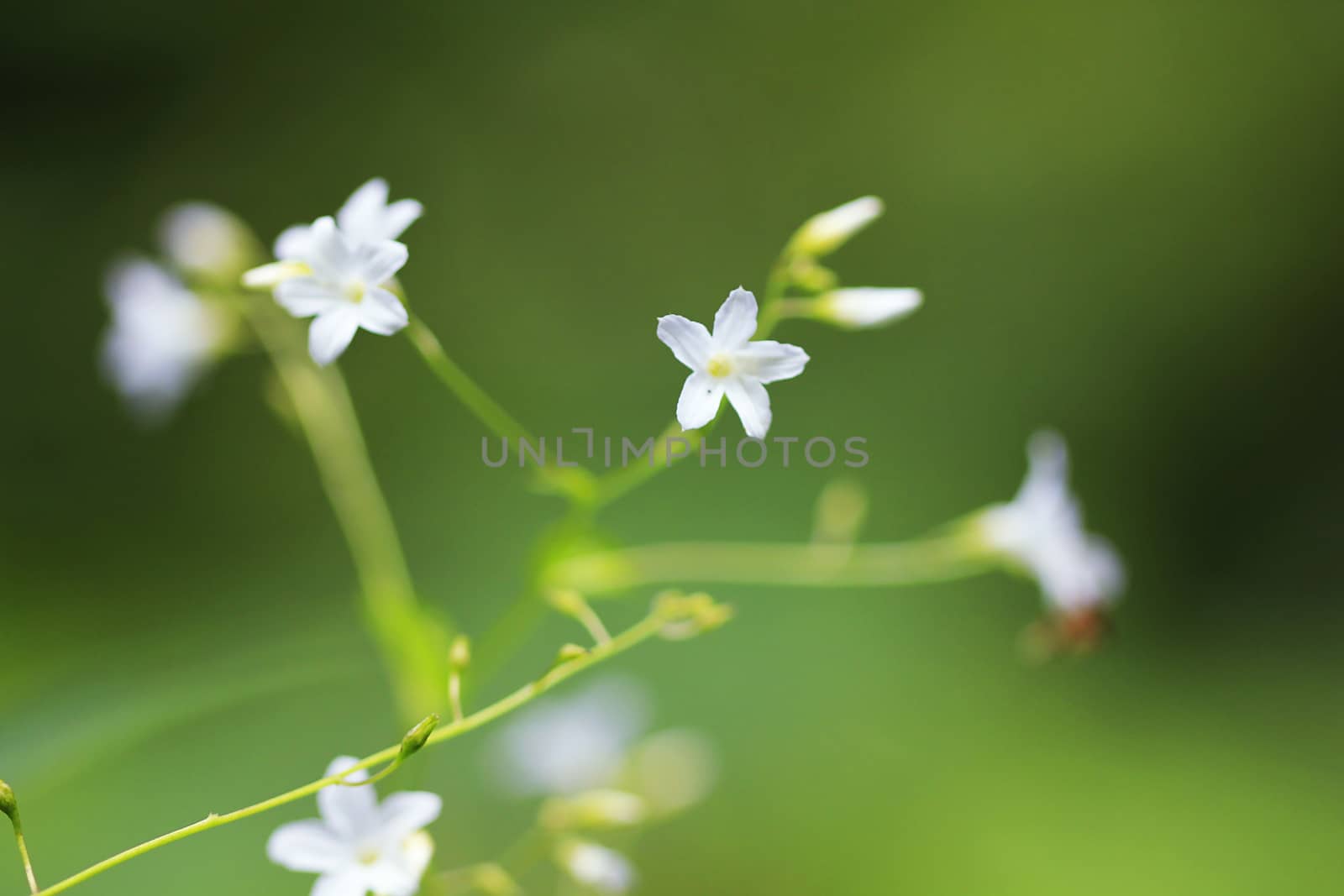 A tiny white flower in the forest found in Thailand on Chiang Dao Mountain.