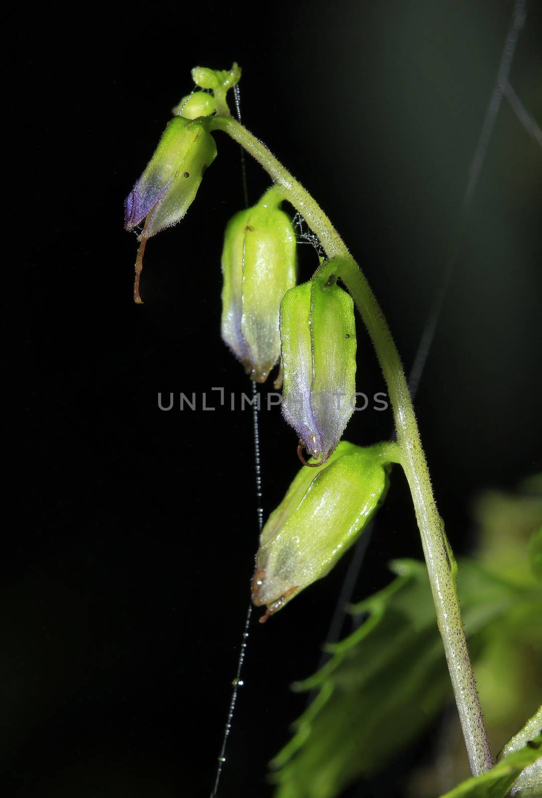 Pollen with a spider web by Puripatt