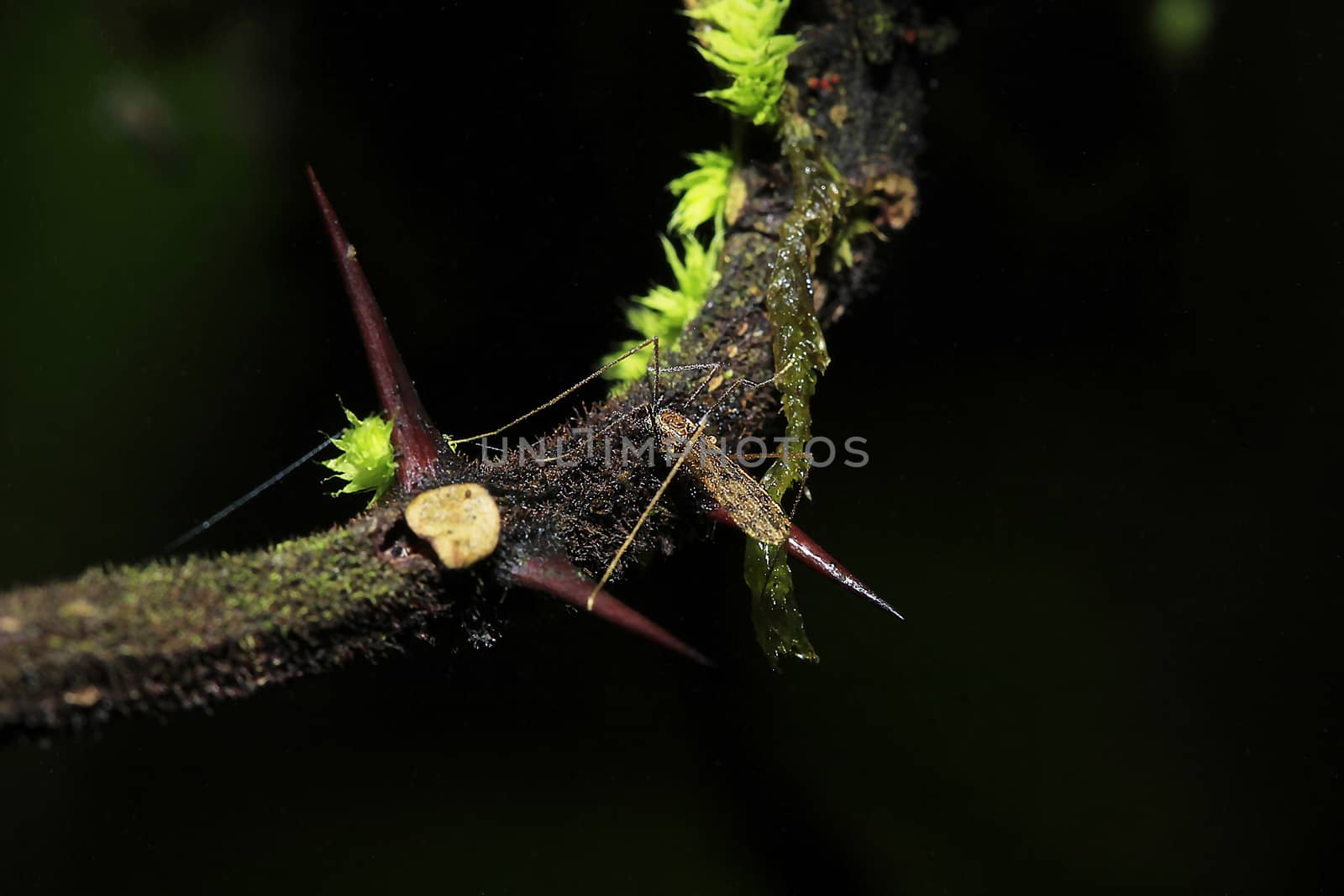 The sharp thorns on the branches