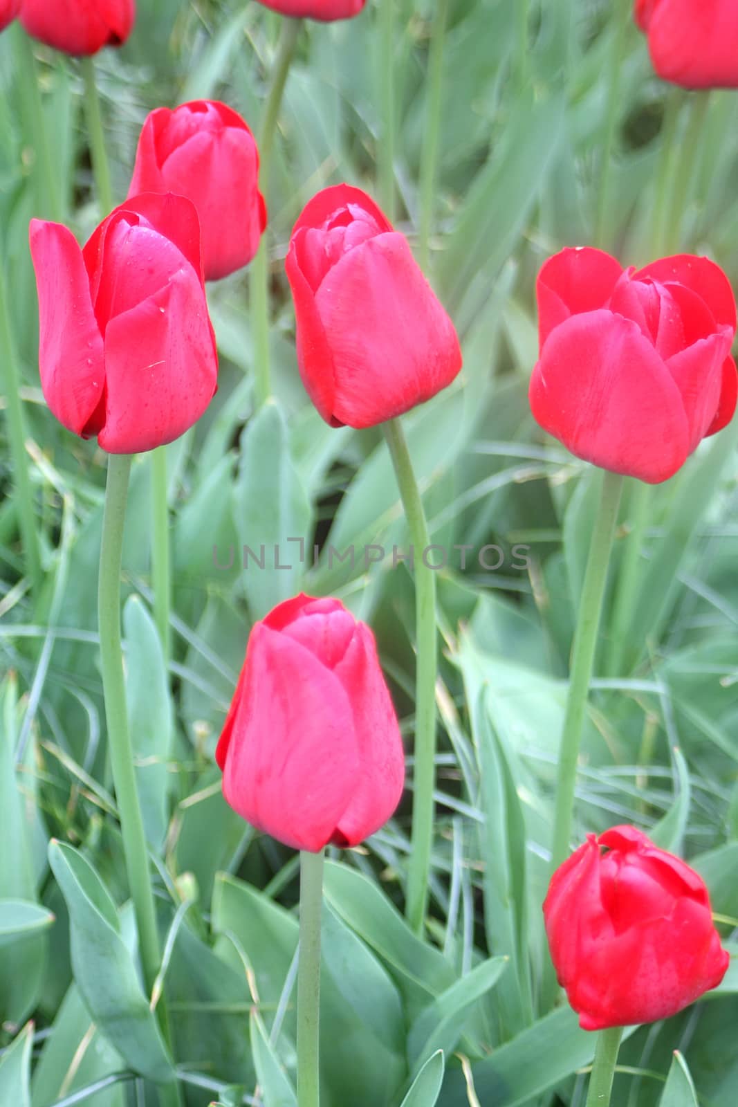 Colorful tulips in Keukenhof garden -Holland. Vertical view