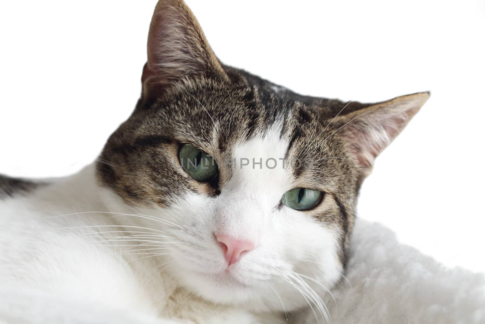 Close up of tabby cat on white background