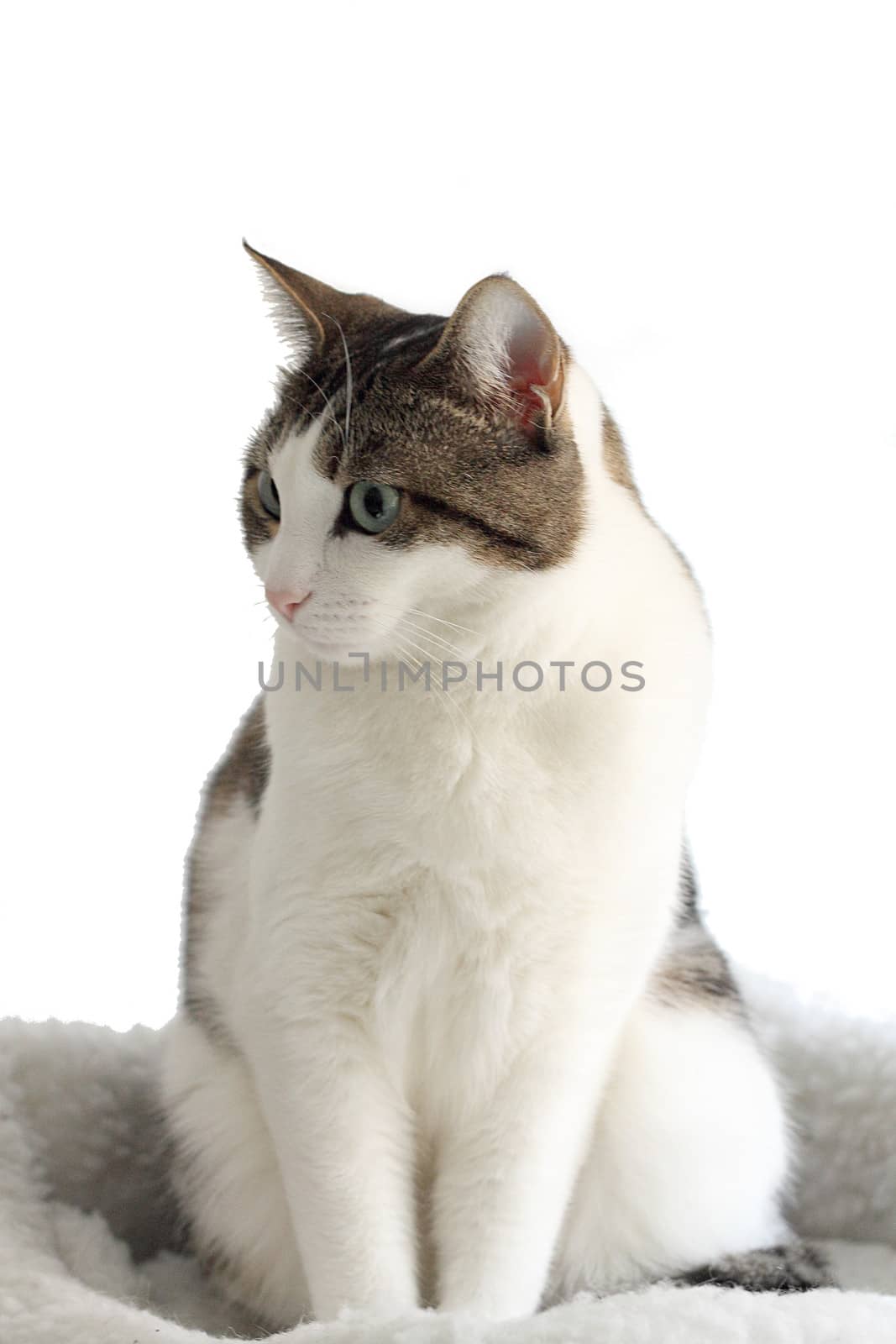 Tabby cat standing in his bed by Rossella