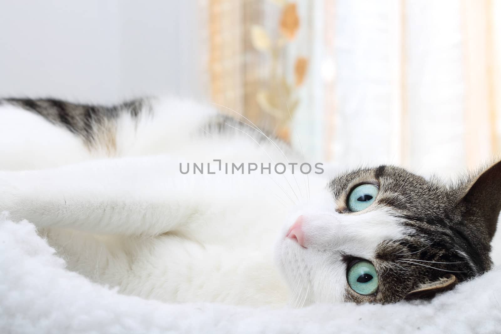 Close up of tabby cat in his bed by Rossella