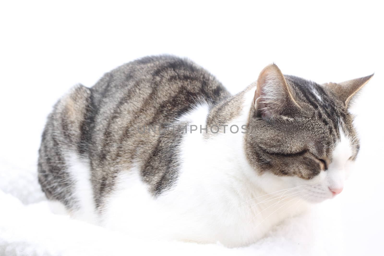 Tabby cat on white background. Eyes closed by Rossella