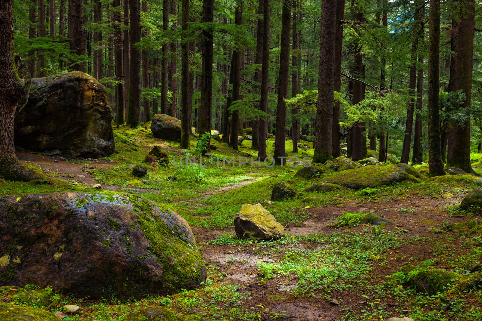 Pine forest with rocks and green moss by dimol