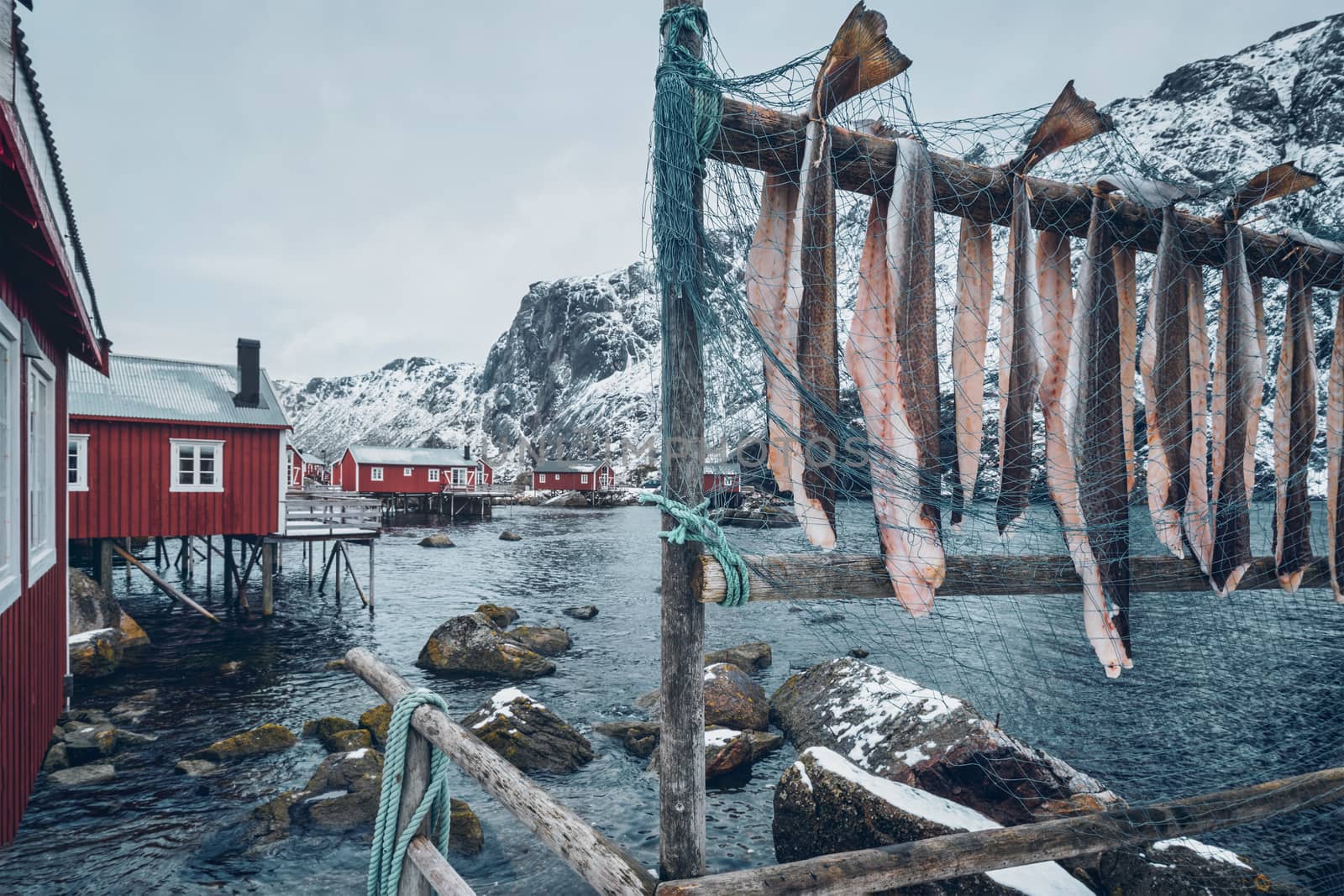 Drying stockfish cod in Nusfjord authentic traditional fishing village with traditional red rorbu houses in winter in Norwegian fjord. Lofoten islands, Norway