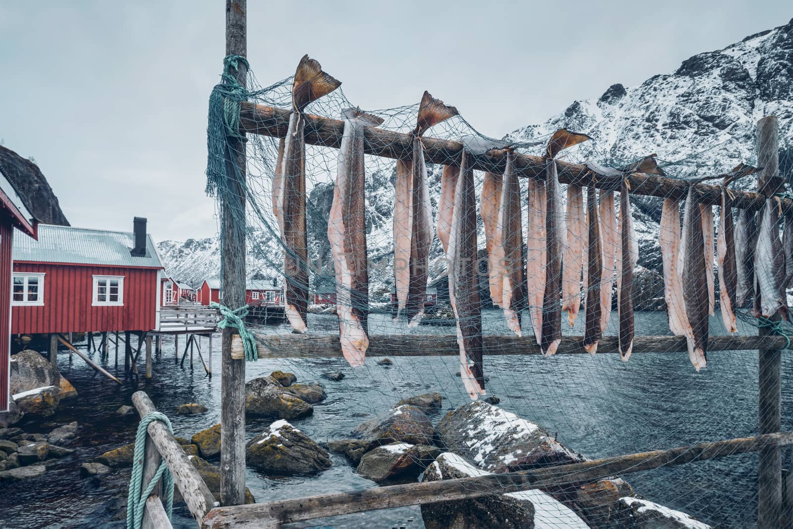 Drying stockfish cod in Nusfjord fishing village in Norway by dimol
