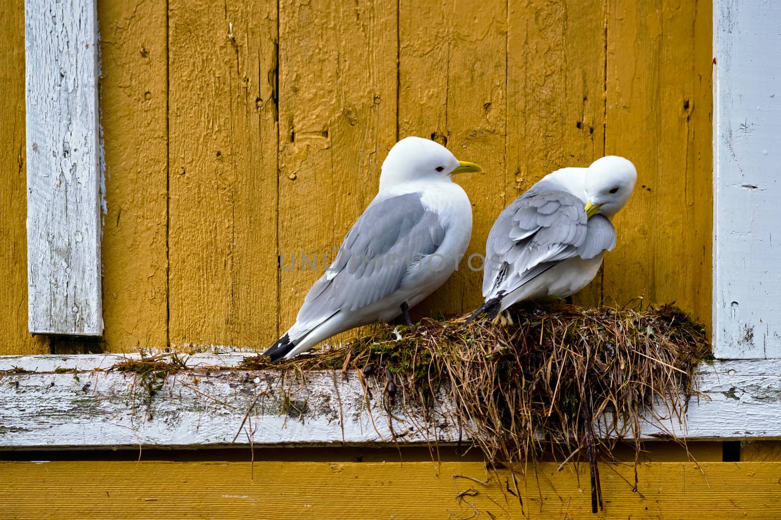 Seagulls couple two birds on nest against yellow wall. Lofoten islands, Norway