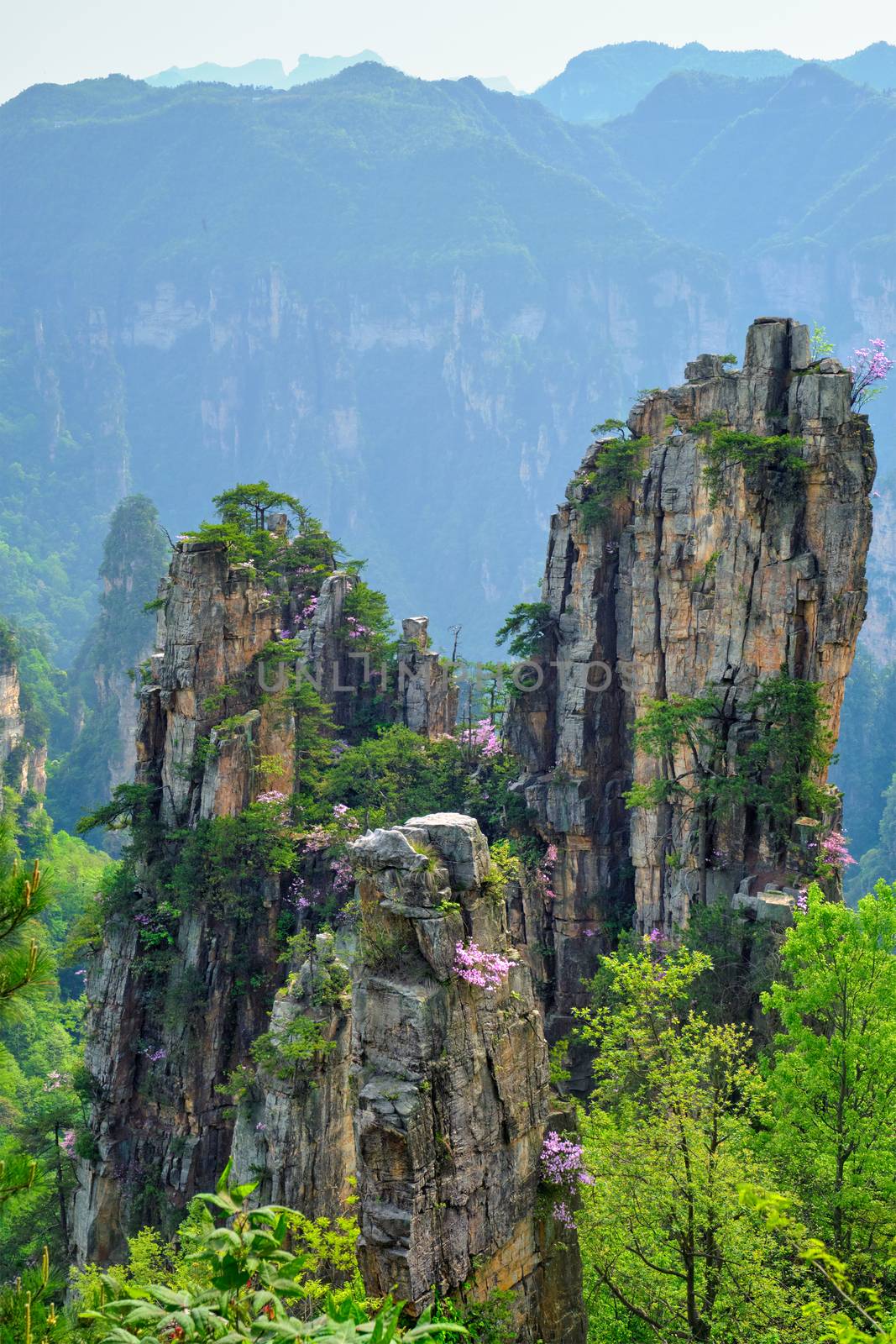 Famous tourist attraction of China - Zhangjiajie stone pillars cliff mountains on sunset at Wulingyuan, Hunan, China