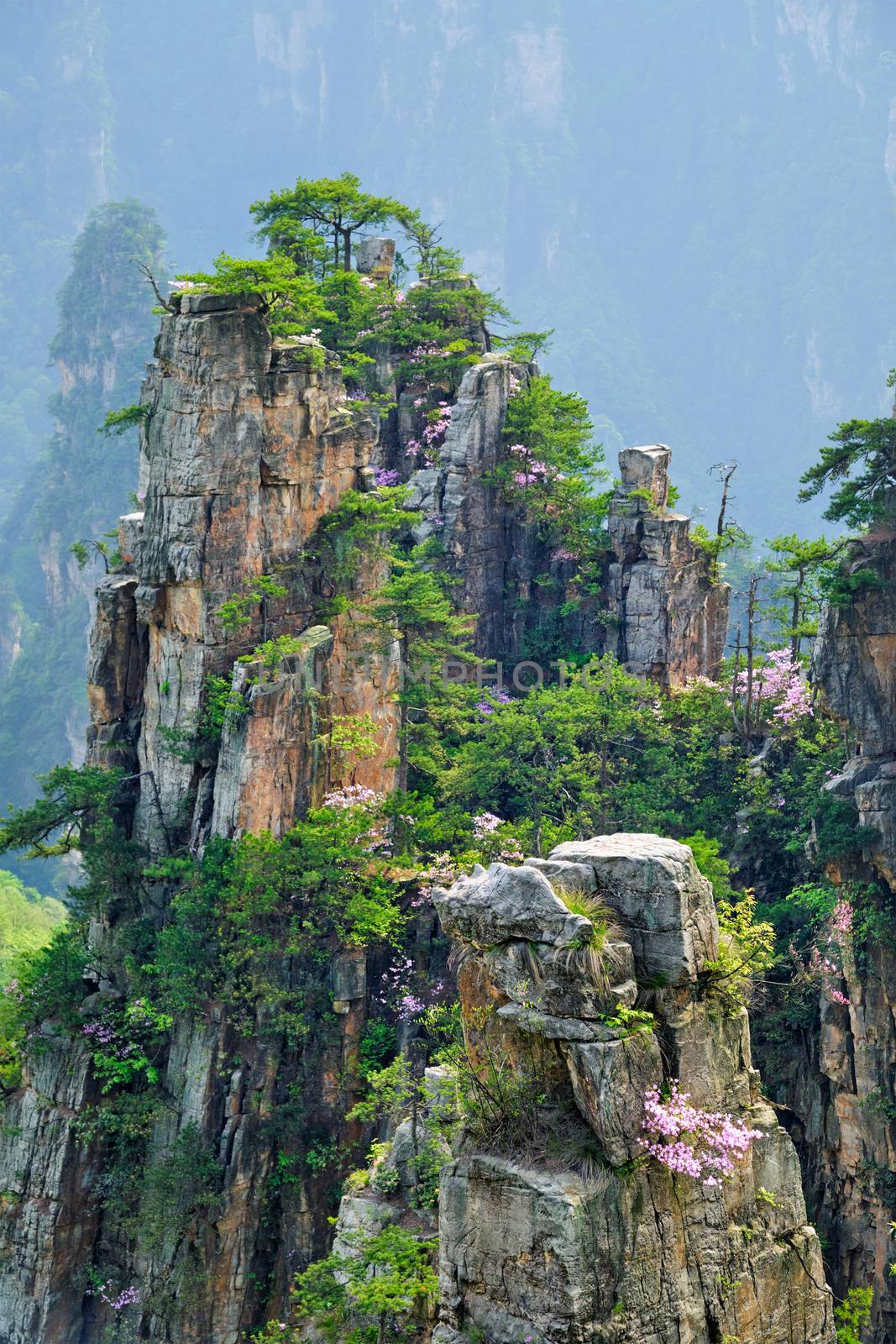 Famous tourist attraction of China - Zhangjiajie stone pillars cliff mountains on sunset at Wulingyuan, Hunan, China