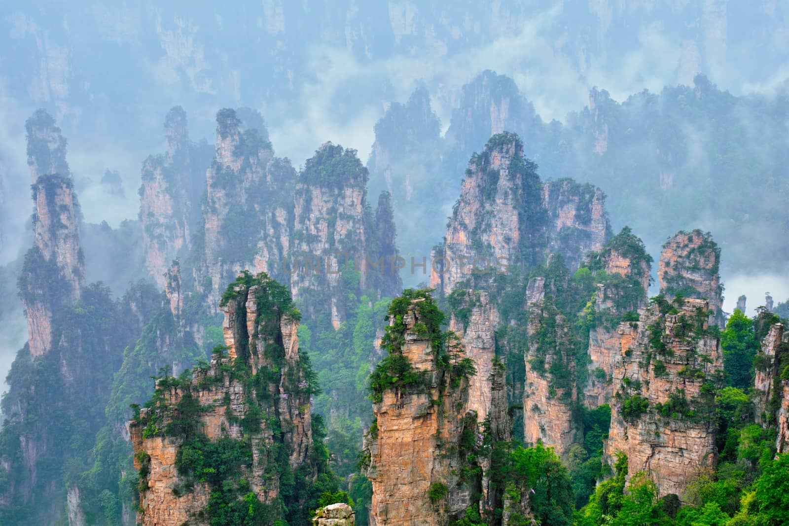 Famous tourist attraction of China - Zhangjiajie stone pillars cliff mountains in fog clouds at Wulingyuan, Hunan, China