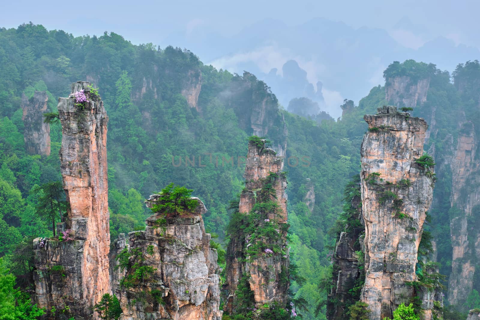 Famous tourist attraction of China - Zhangjiajie stone pillars cliff mountains in fog clouds at Wulingyuan, Hunan, China