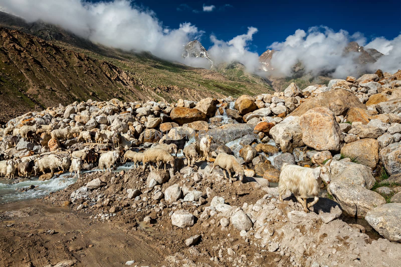 Herd of Pashmina sheep and goats crossing the stream in Himalayas. Lahaul Valley, Himachal Pradesh, India