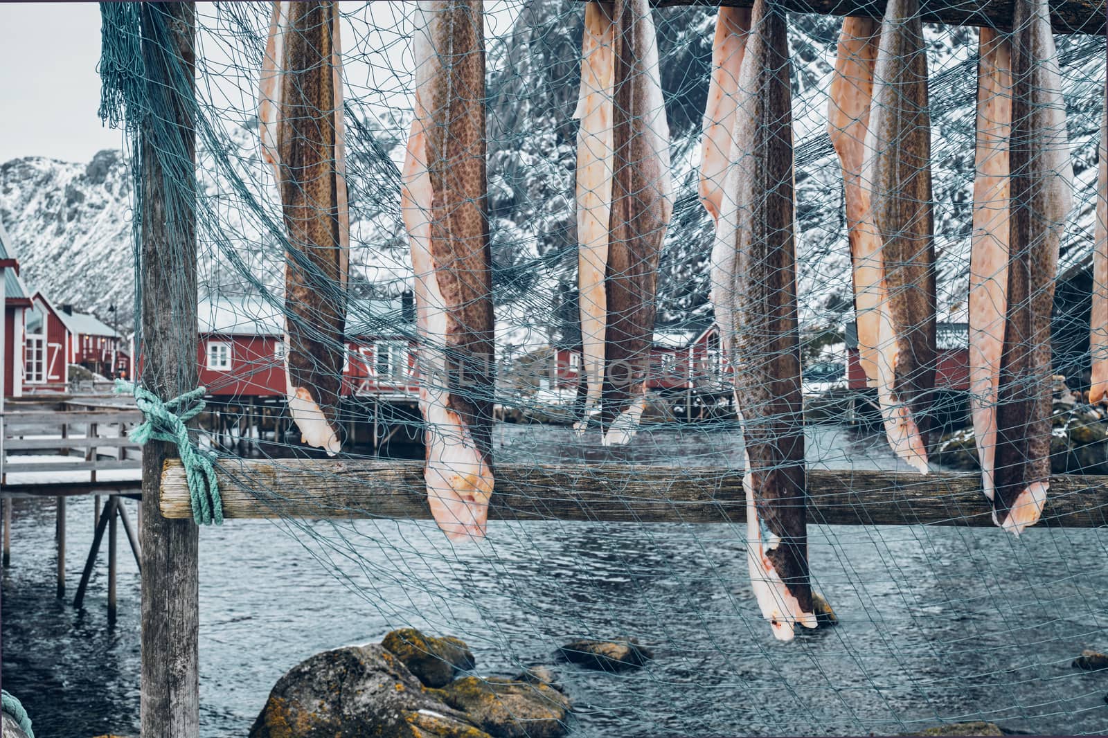 Drying stockfish cod in Nusfjord authentic traditional fishing village with traditional red rorbu houses in winter in Norwegian fjord. Lofoten islands, Norway