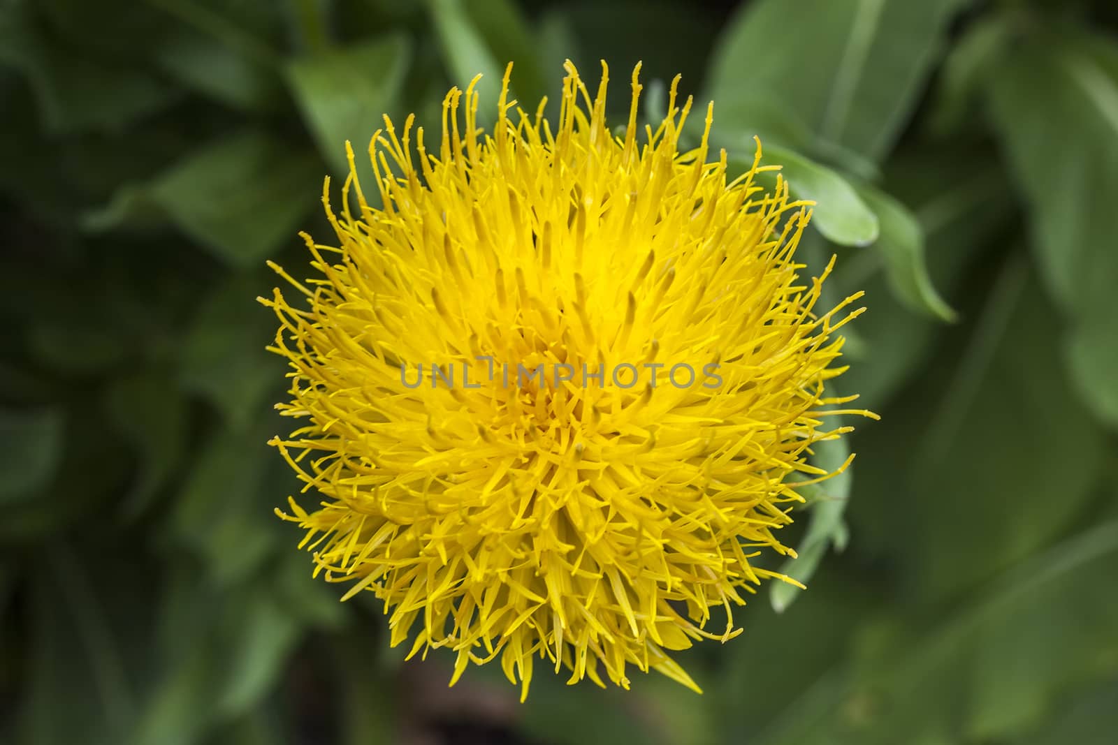 Centaurea macrocephala a yellow thistle like flower plant commonly known as bighead, knapweed, Armenian Basket Flower and Globe Centaurea,