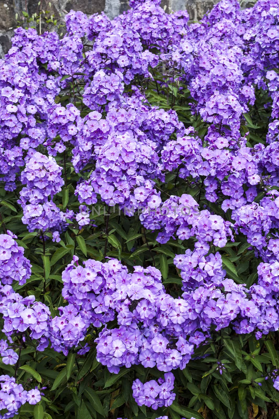 Phlox paniculata 'Blue Paradise'  by ant