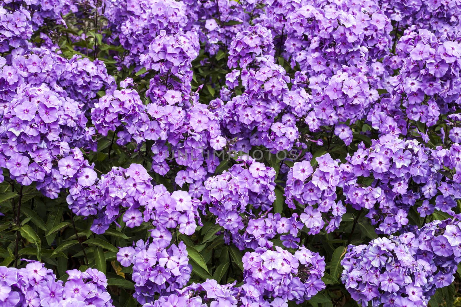 Phlox paniculata 'Blue Paradise' an herbaceous springtime summer flower plant