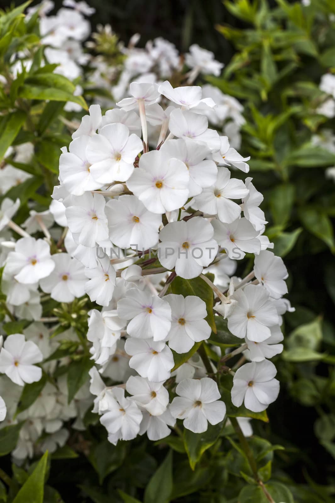 Phlox carolina 'Miss Lingard' an herbaceous springtime summer white flower plant