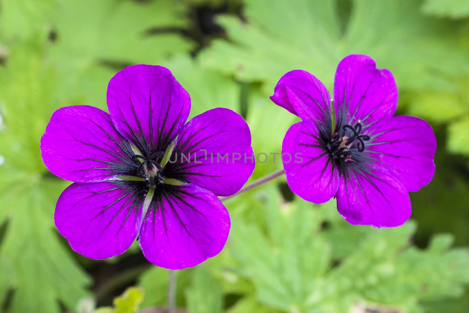 Geranium 'Ann Folkard' a magenta herbaceous springtime summer flower plant commonly known as cranesbill