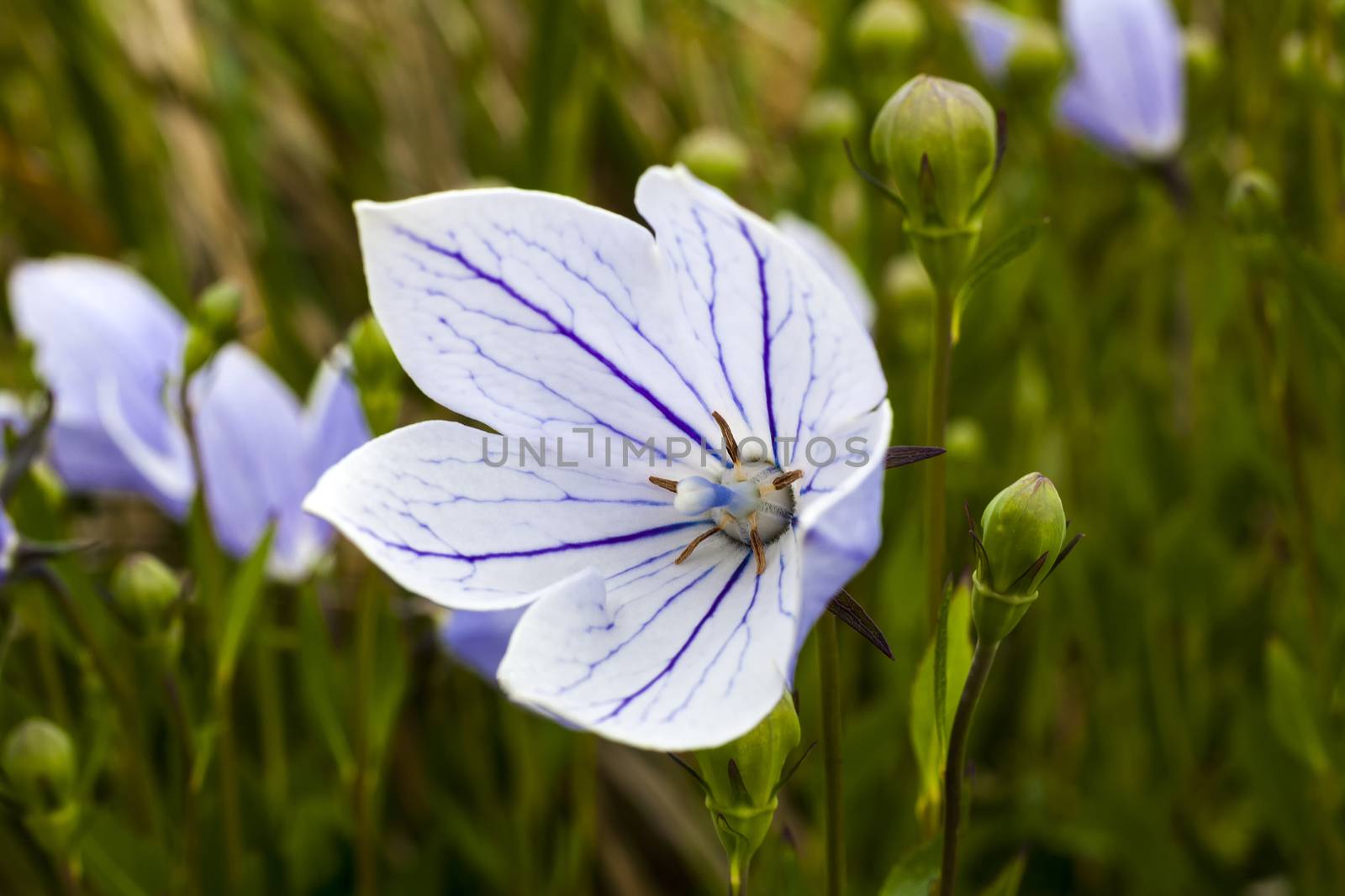 Platycodon grandiflorus 'Perlmutterschale' a pink herbaceous perennial summer flower plant commonly known as Balloon Flower