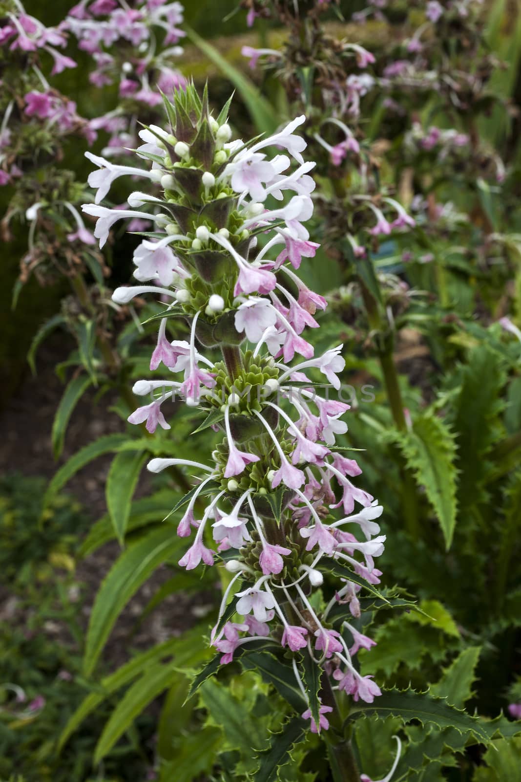 Morina longifolia a pink white evergreen, summer flower plant commonly known as long leaved whorlflower