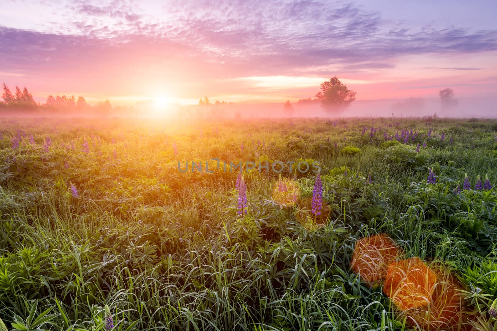 Sunrise on a field covered with flowering lupines in spring or early summer season with fog and trees on a background in morning. by Eugene_Yemelyanov