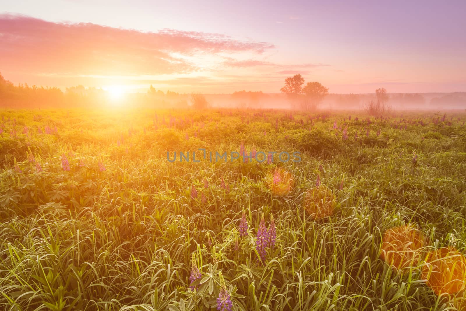 Sunrise on a field covered with flowering lupines in spring or early summer season with fog and trees on a background in morning. by Eugene_Yemelyanov