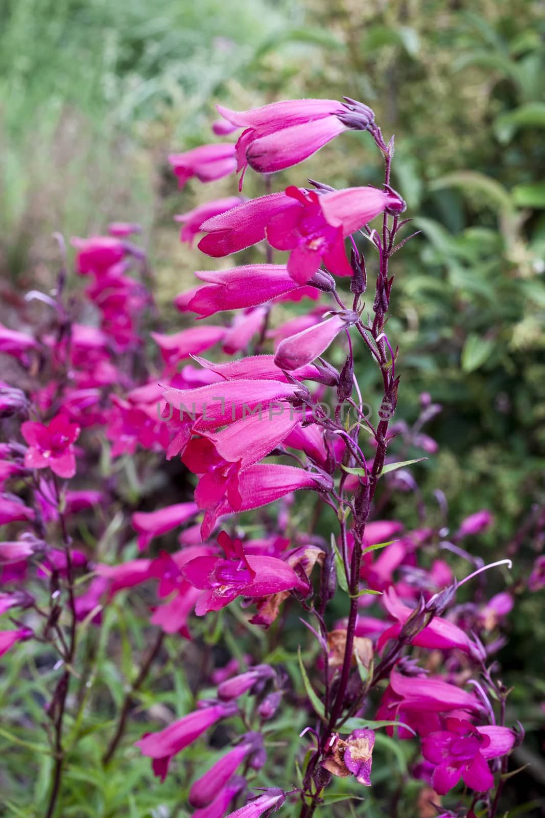 Penstemon 'Andenken an Friedrich Hahn' (Penstemon campanulatus 'Garnet') a red spring summer  semi evergreen perennial flower plant