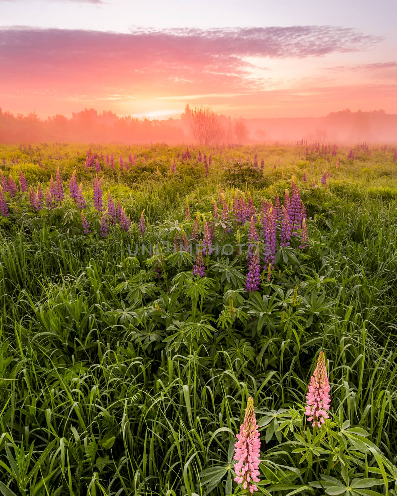 Twilight on a field covered with flowering lupines in spring or early summer season with fog and trees on a background in morning. by Eugene_Yemelyanov