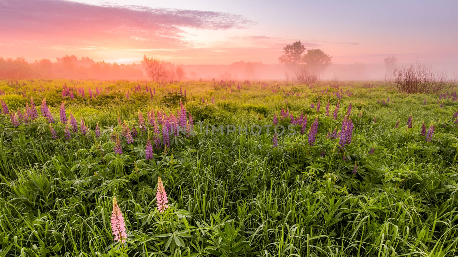 Twilight on a field covered with flowering lupines in spring or early summer season with fog and trees on a background in morning. Panorama.