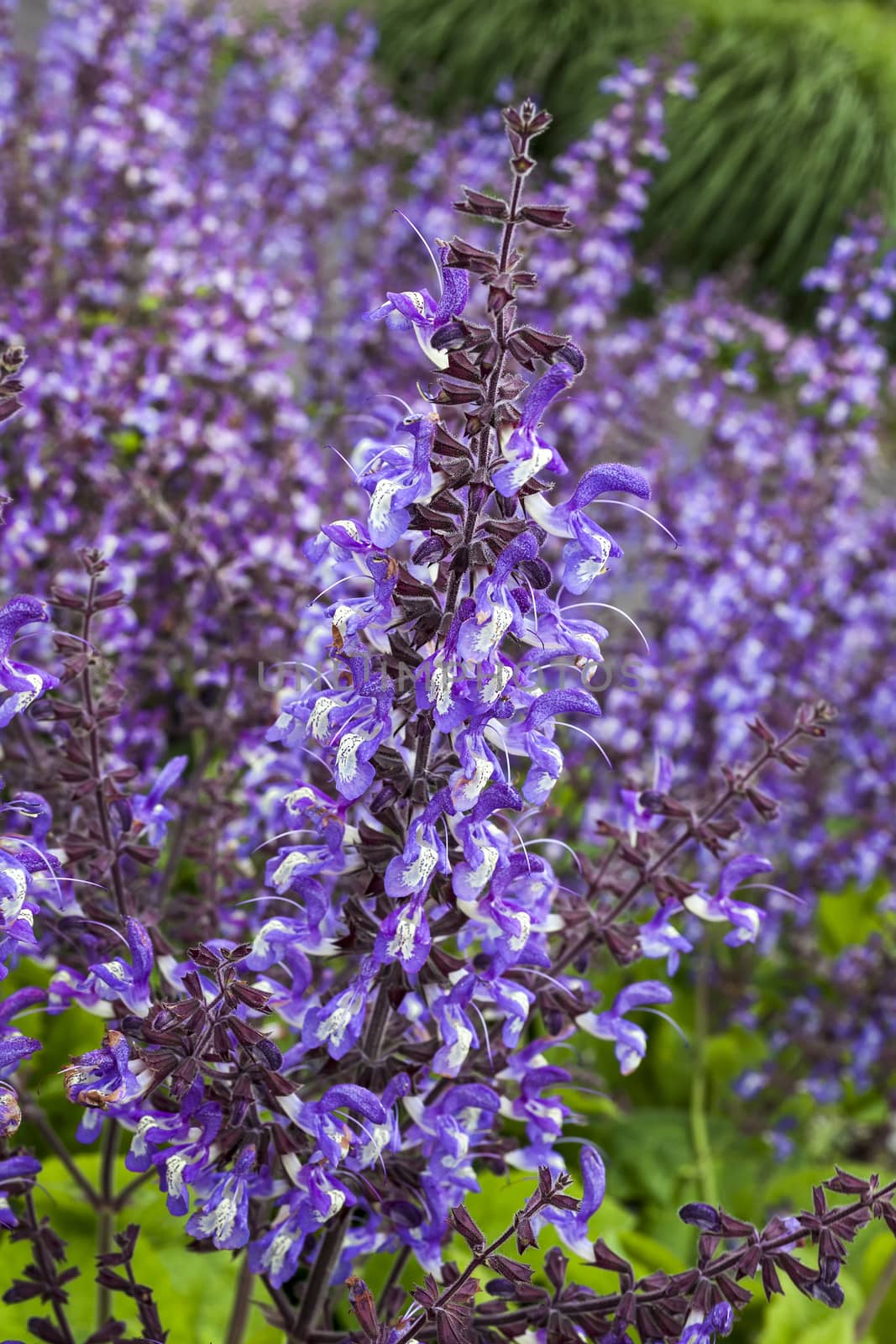 Salvia forsskaolii an herbaceous purple perennial summer autumn flower plant commonly known as indigo woodland sage