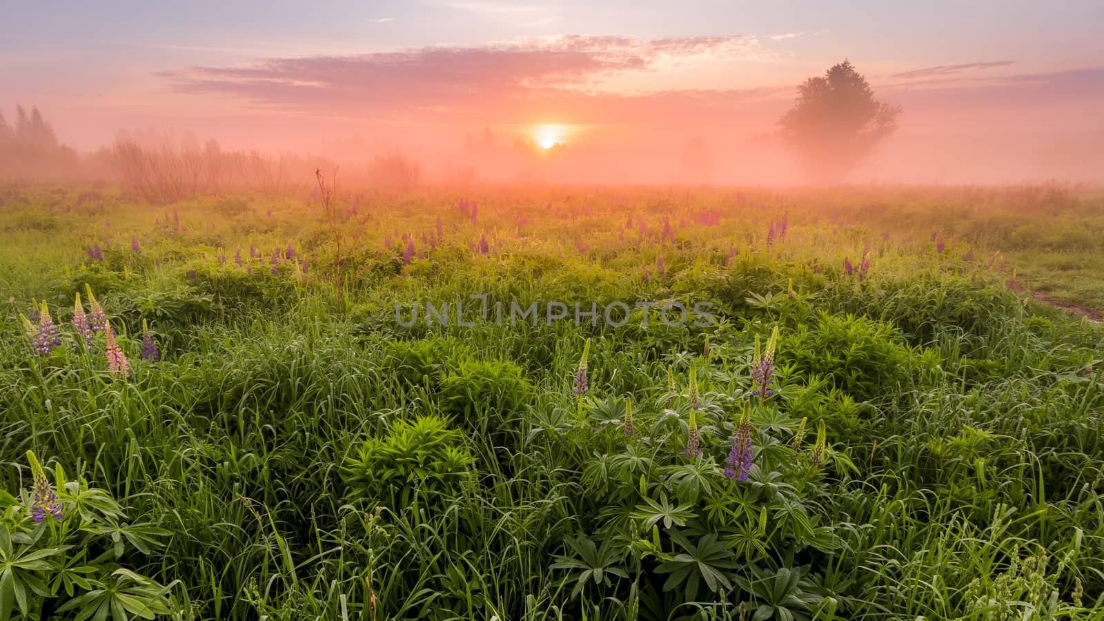 Sunrise on a field covered with flowering lupines in spring or early summer season with fog and trees on a background in morning. by Eugene_Yemelyanov