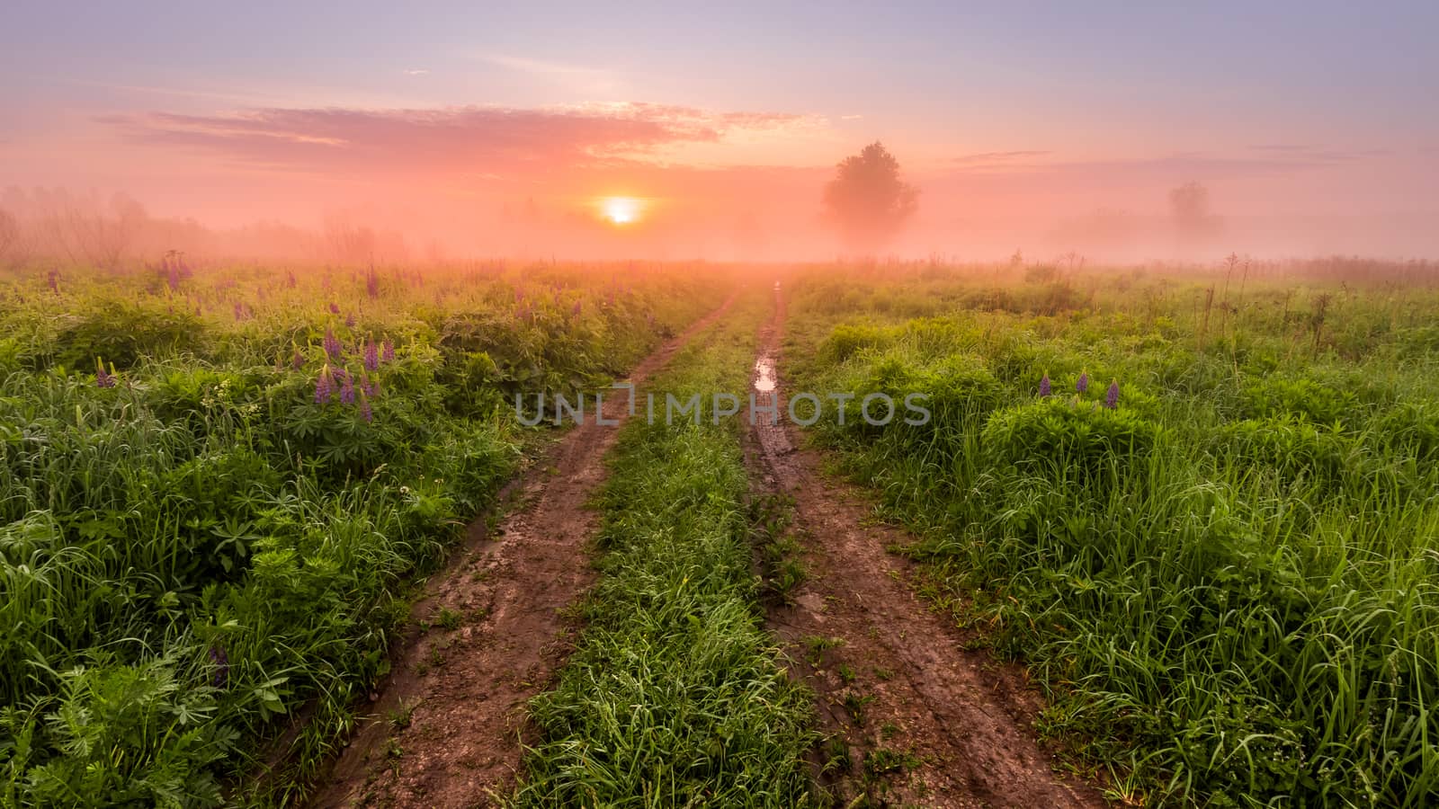 Sunrise on a field covered with flowering lupines in spring or early summer season with fog and trees on a background and path in morning. Landscape.