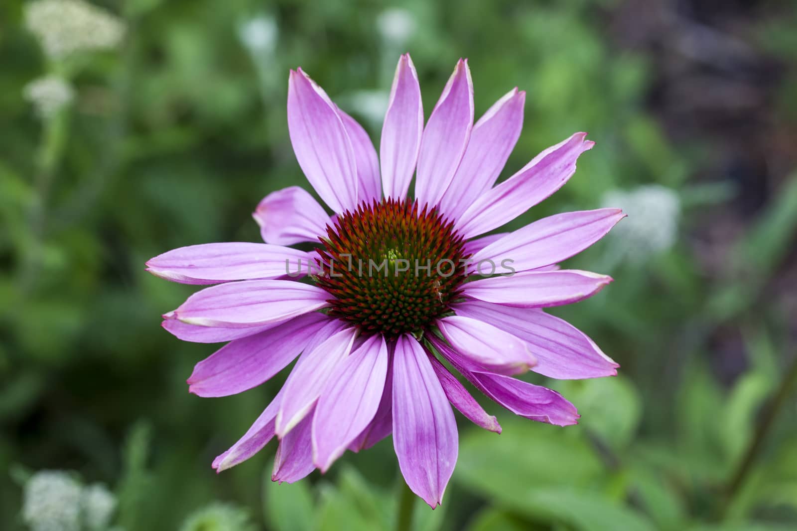 Echinacea purpurea 'Prairie Splendor' an herbaceous pink purple perennial summer autumn flower plant commonly known as coneflower