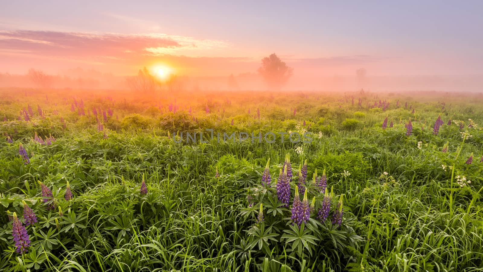 Sunrise on a field covered with flowering lupines in spring or early summer season with fog and trees on a background in morning. Panorama.