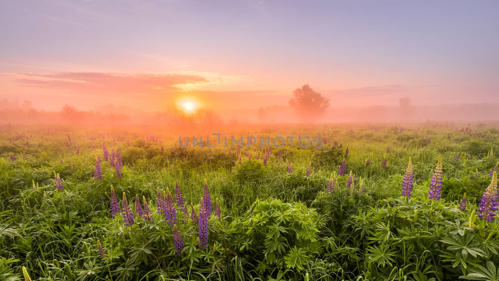 Sunrise on a field covered with flowering lupines in spring or early summer season with fog and trees on a background in morning. Panorama.