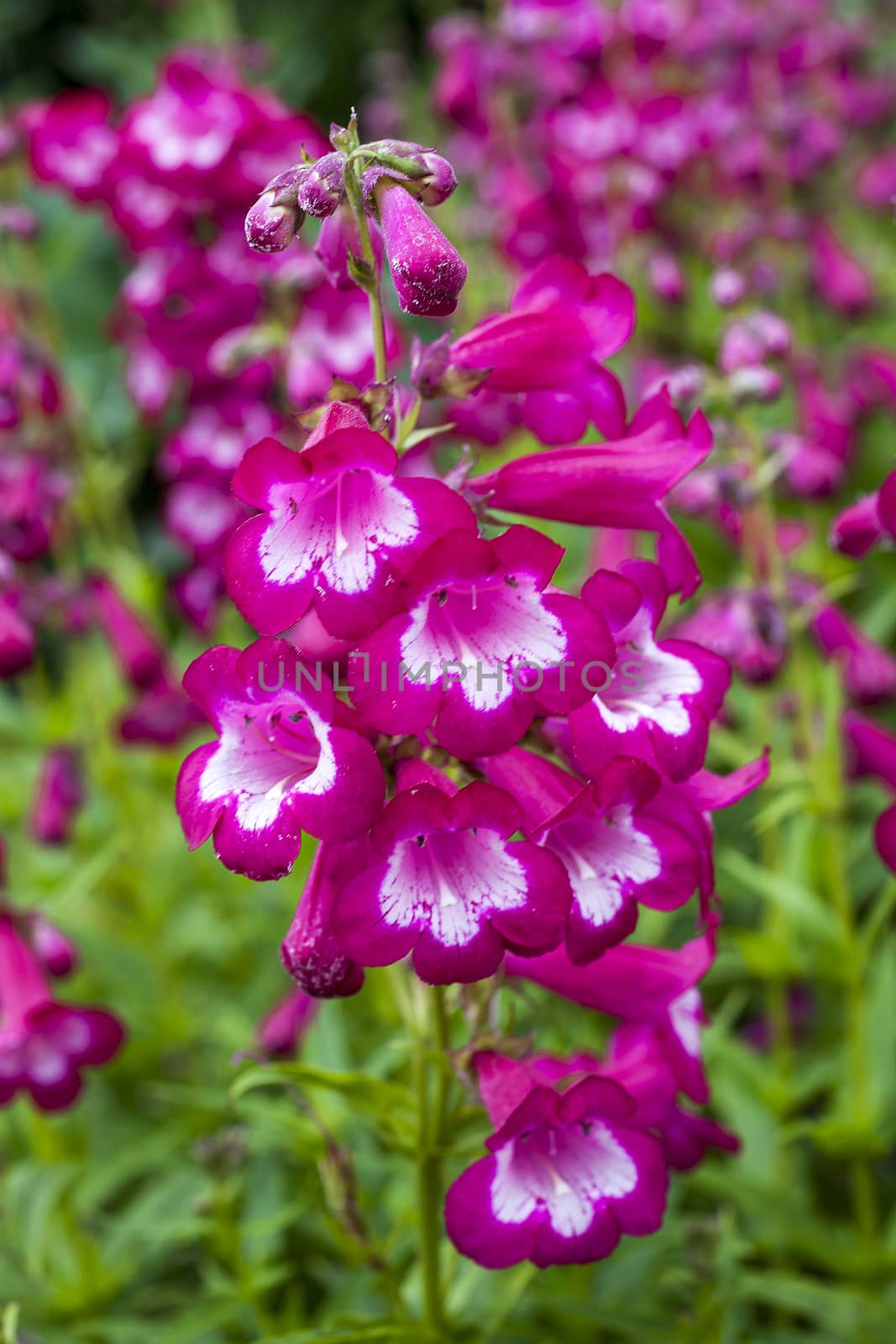 Penstemon 'Marilyn' a red pink summer semi evergreen red perennial flower plant