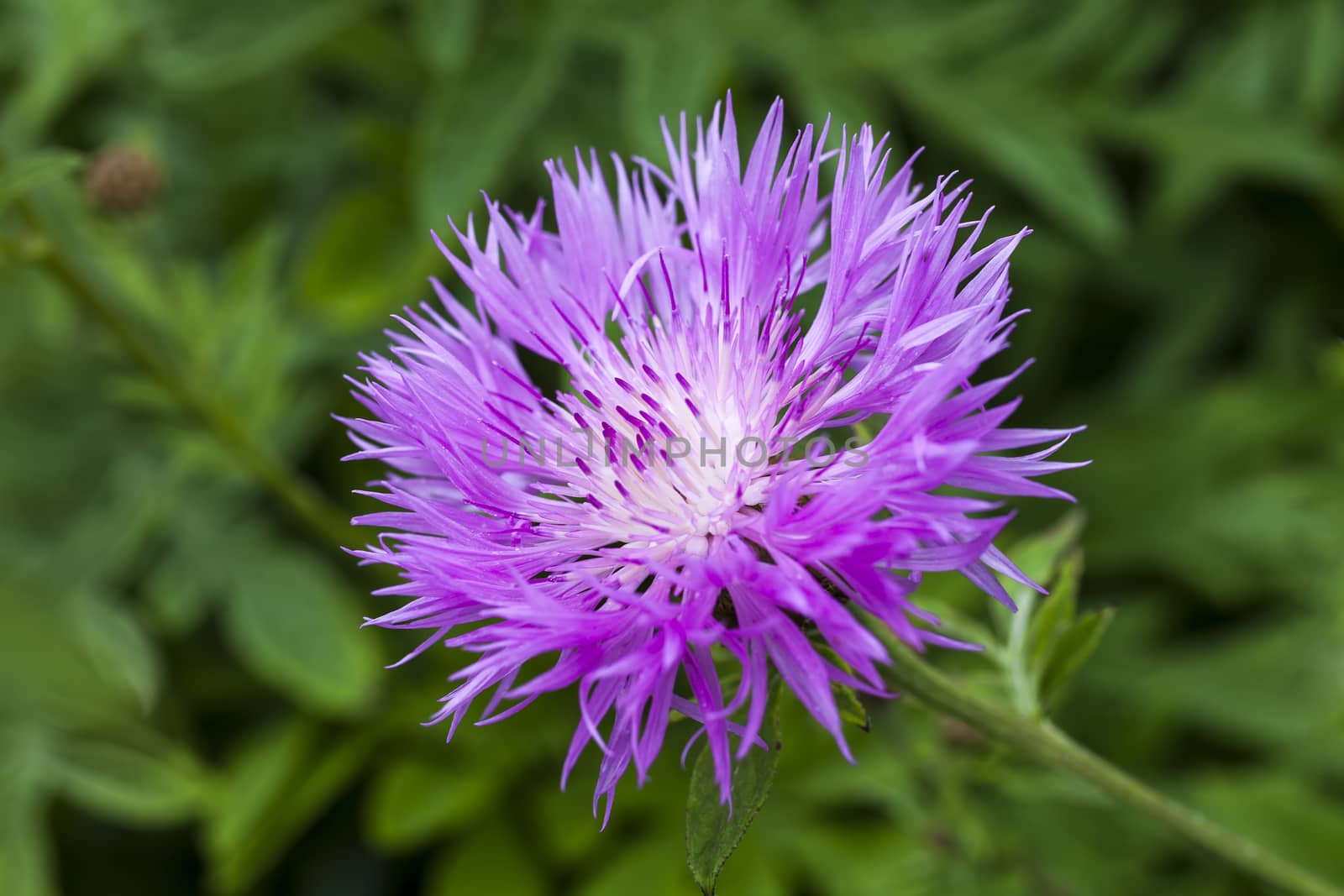 Centaurea dealbata by ant