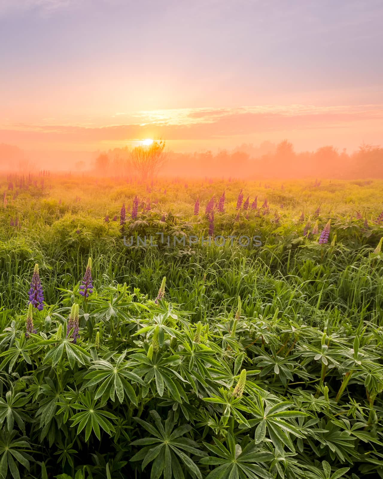 Sunrise on a field covered with flowering lupines in spring or early summer season with fog and trees on a background in morning. by Eugene_Yemelyanov