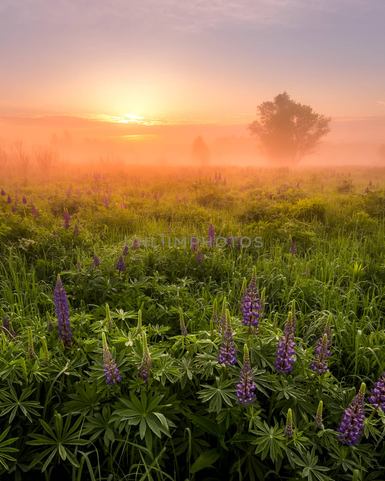 Sunrise on a field covered with flowering lupines in spring or early summer season with fog and trees on a background in morning. by Eugene_Yemelyanov