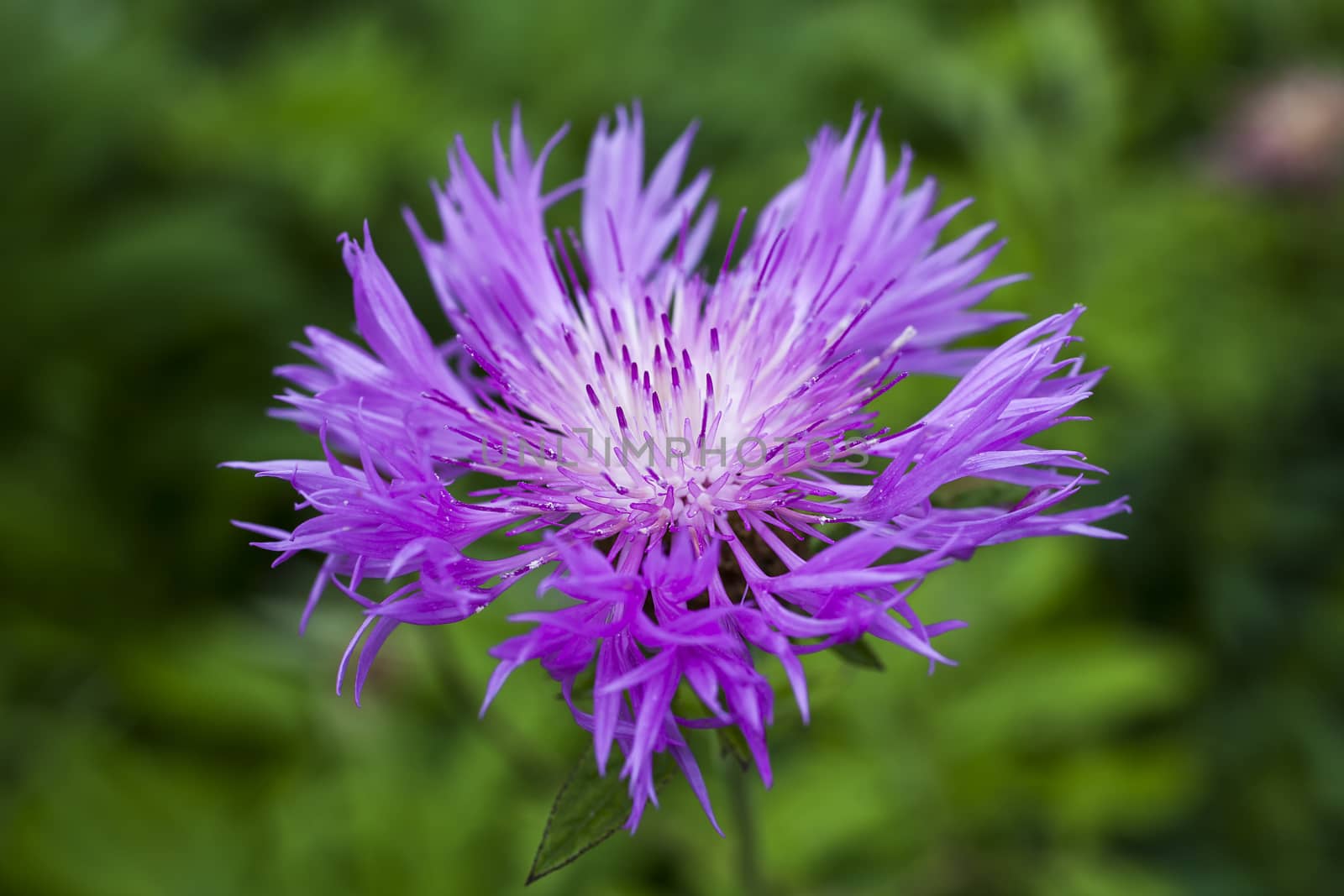 Centaurea dealbata by ant