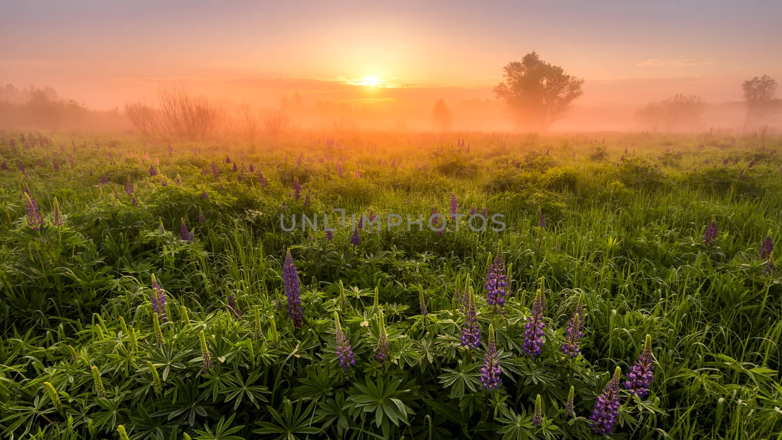 Sunrise on a field covered with flowering lupines in spring or early summer season with fog and trees on a background in morning. by Eugene_Yemelyanov