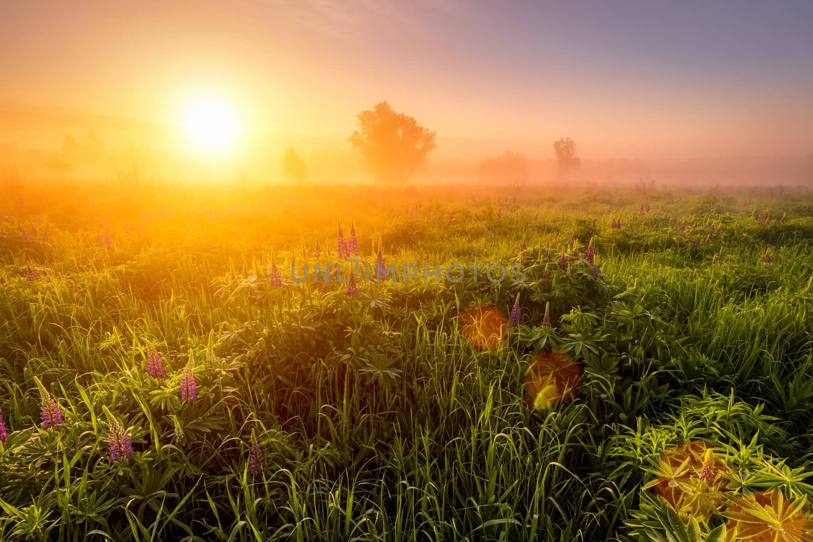 Sunrise on a field covered with flowering lupines in spring or early summer season with fog and trees on a background in morning. by Eugene_Yemelyanov