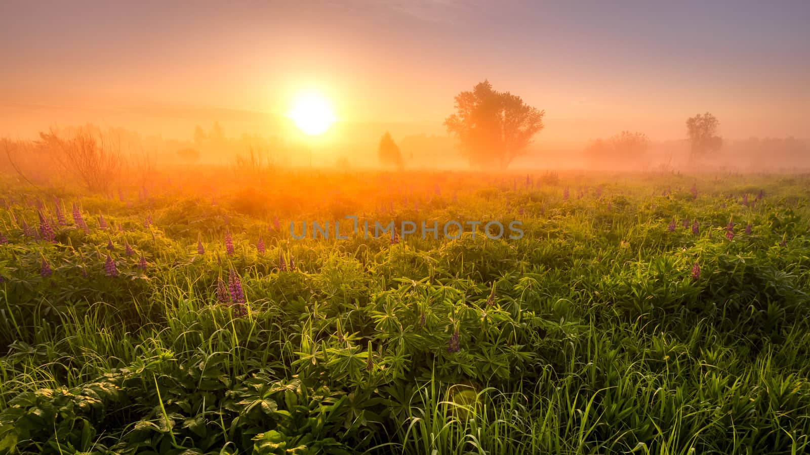 Sunrise on a field covered with flowering lupines in spring or early summer season with fog and trees on a background in morning. Landscape.