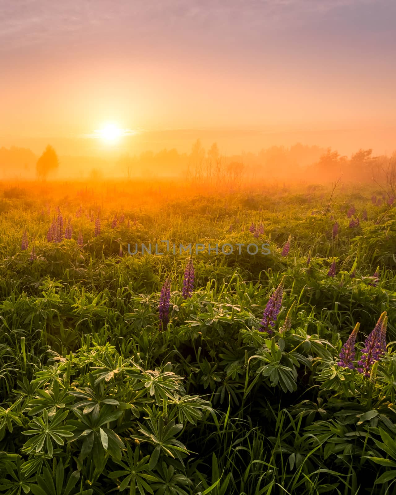 Sunrise on a field covered with flowering lupines in spring or early summer season with fog and trees on a background in morning. by Eugene_Yemelyanov