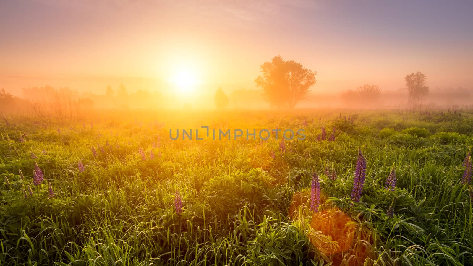 Sunrise on a field covered with flowering lupines in spring or early summer season with fog and trees on a background in morning. Landscape.